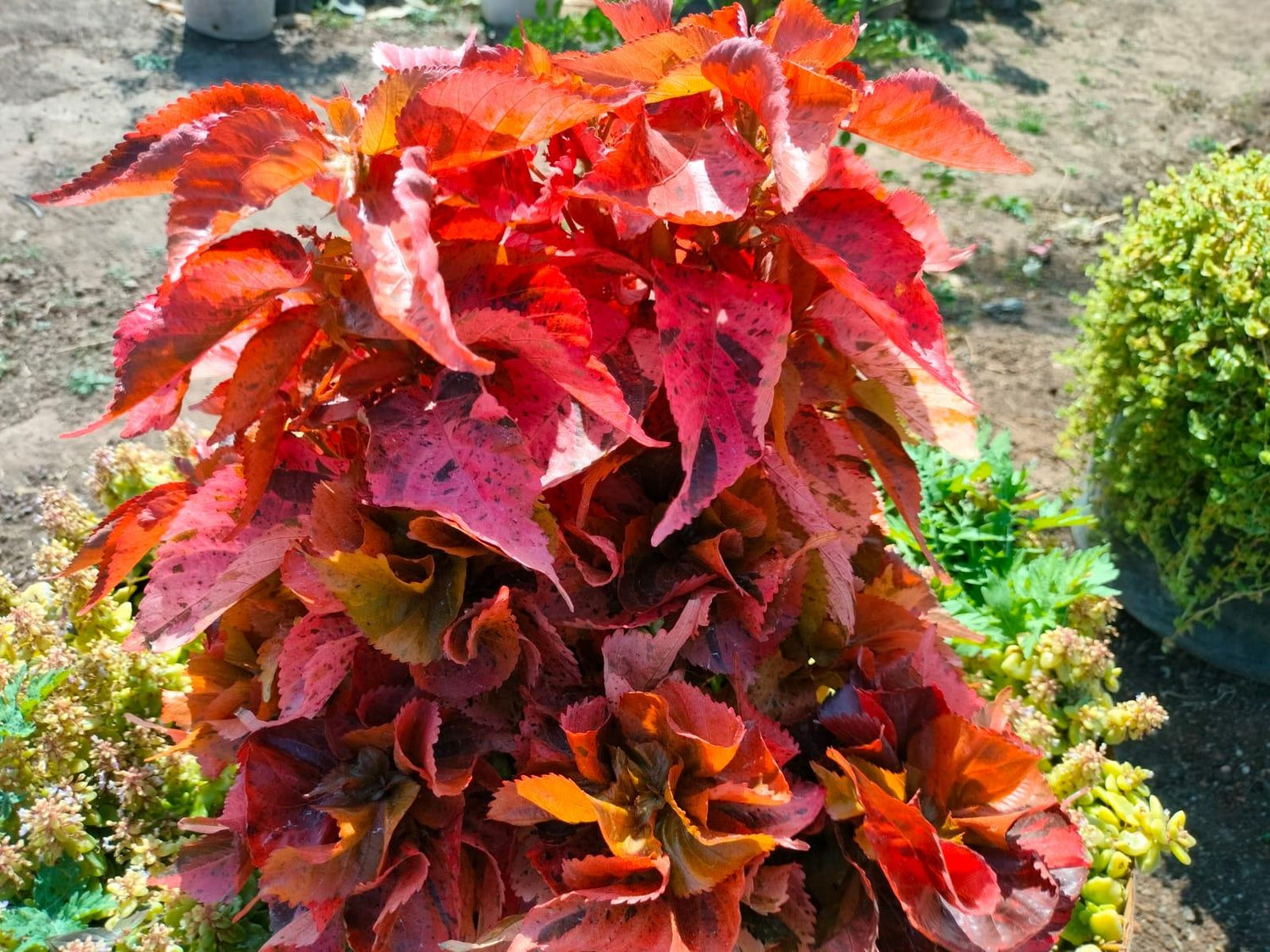 Acalypha Wilkesiana Ceylon Plant