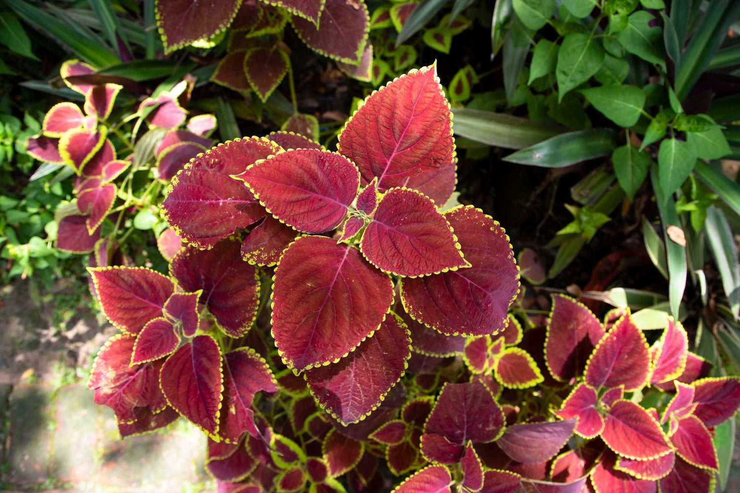 Acalypha wilkesiana Red Plant