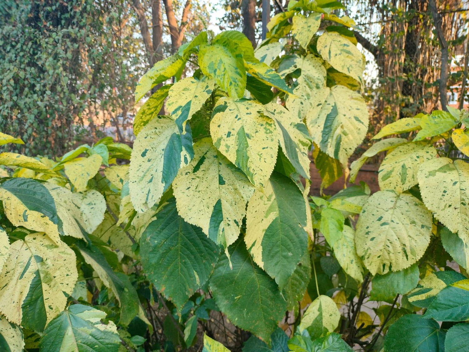 Acalypha wilkesiana Tahiti