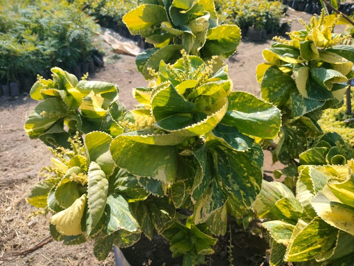 Acalypha Wilkesiana Tahiti Plant