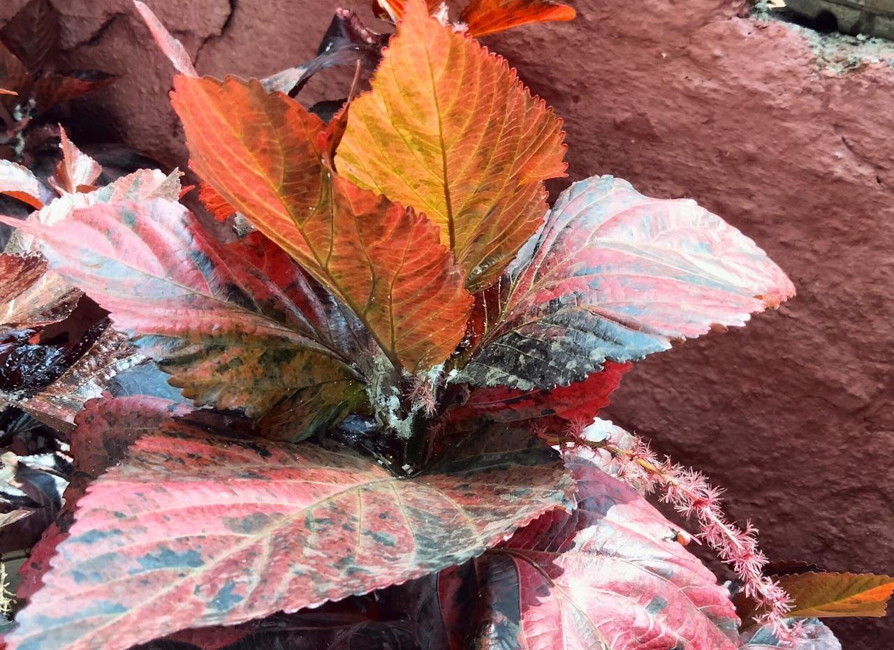 Acalypha Wilkesiana Tricolor Plant