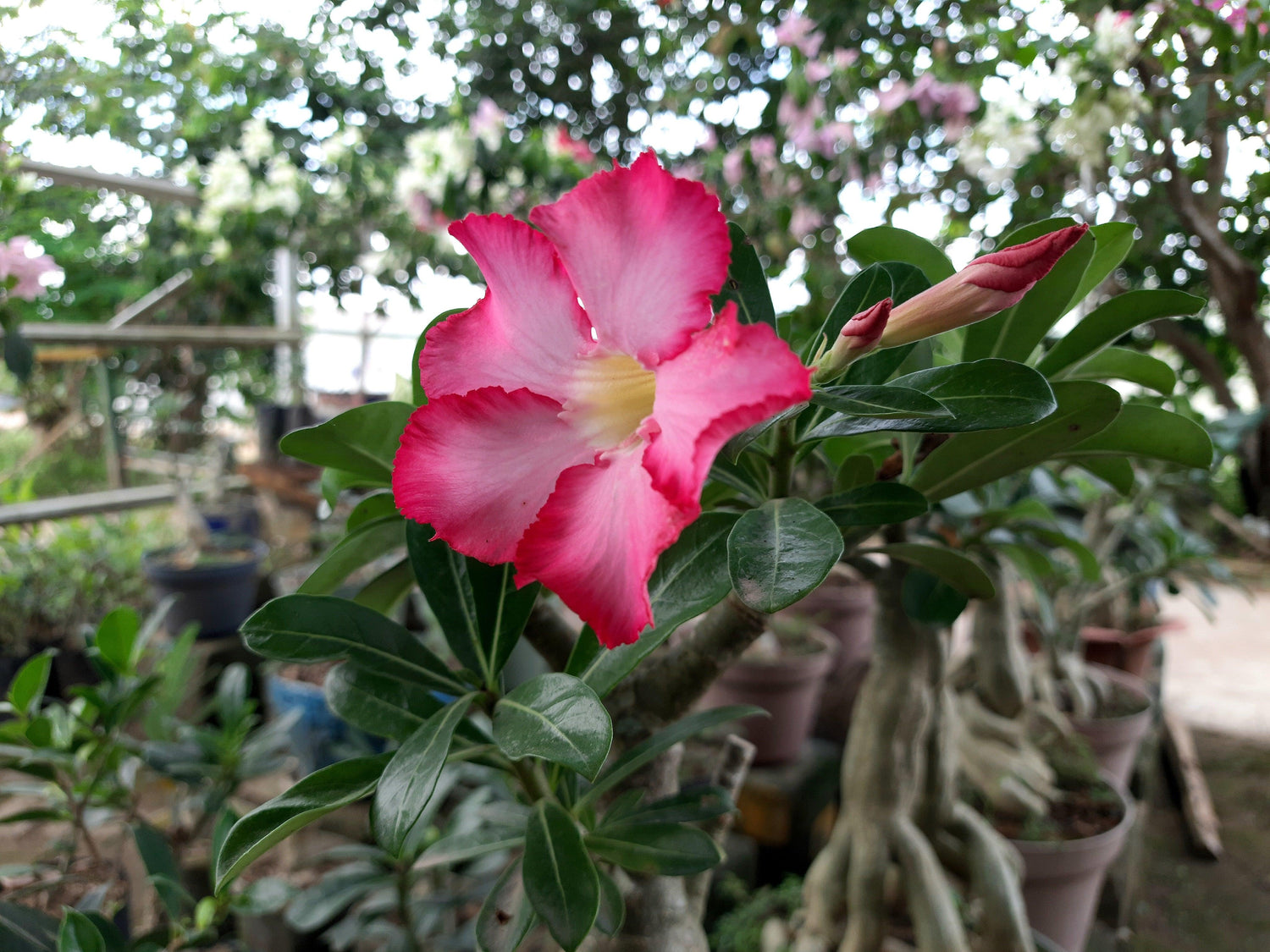 Adenium