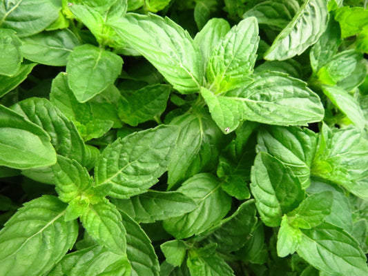 Basil Plant