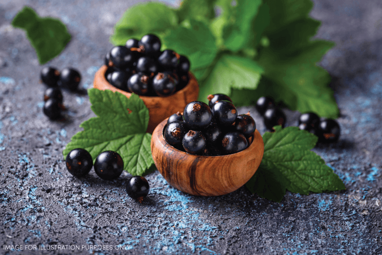 Black Currant Crush Recipes