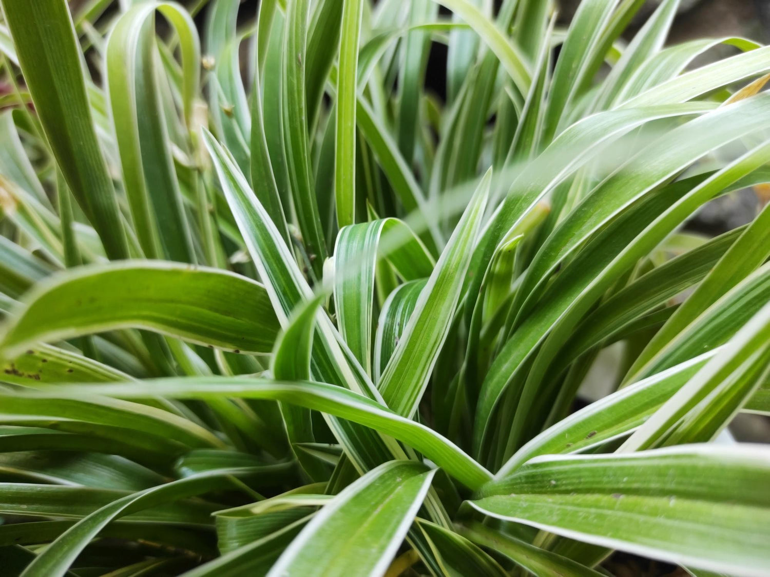 Chlorophytum