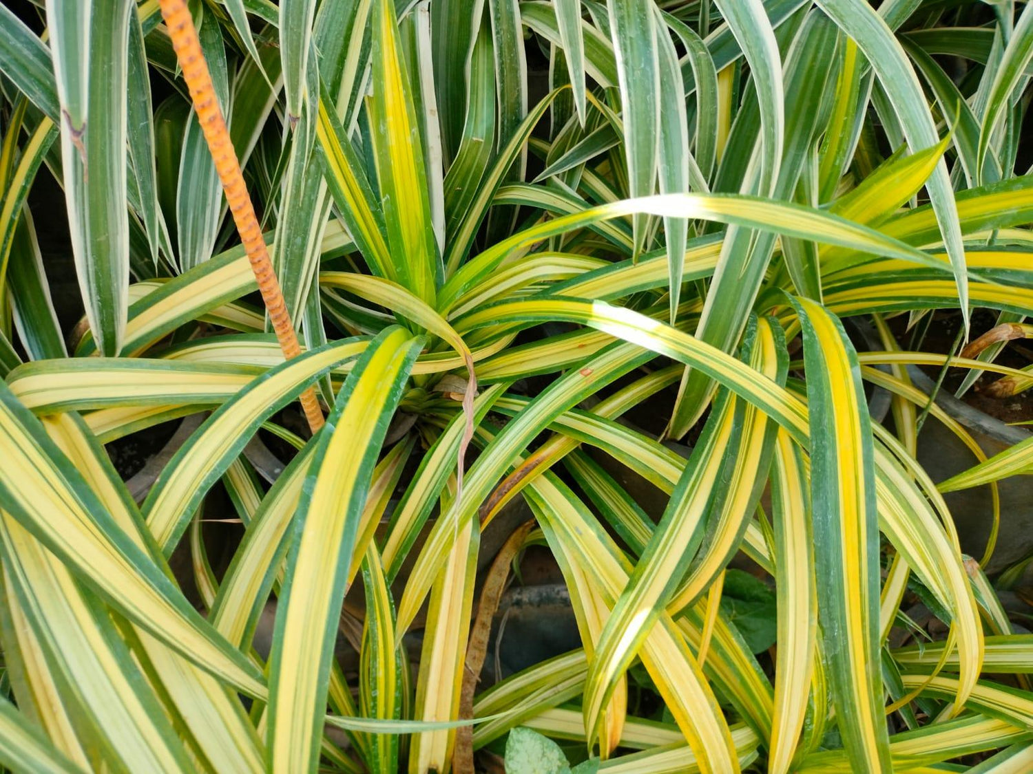 Chlorophytum varigated