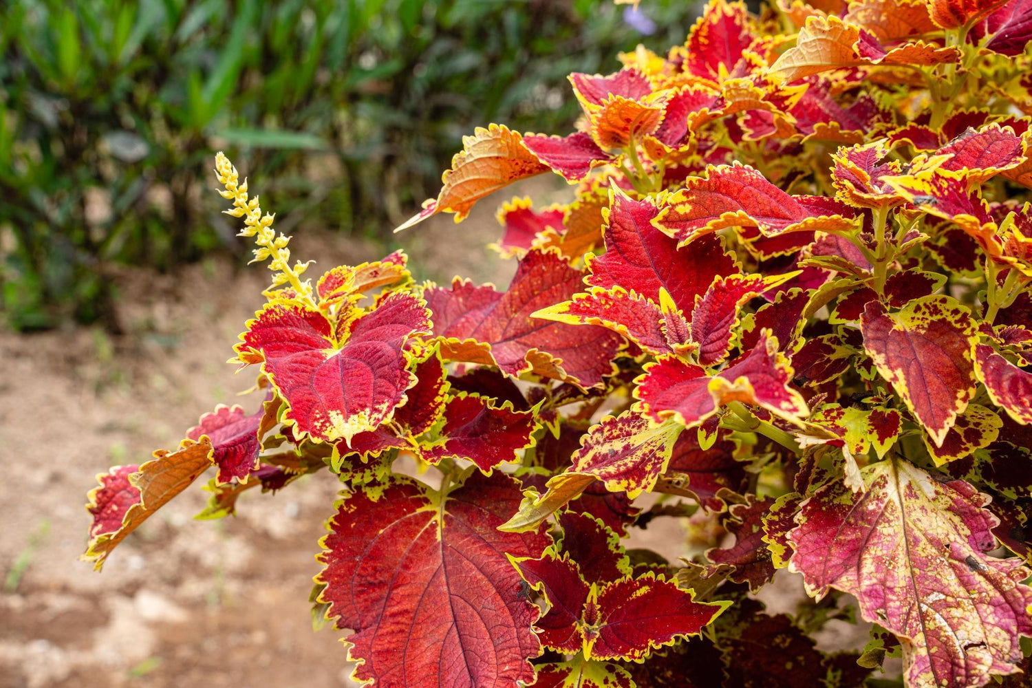 Coleus