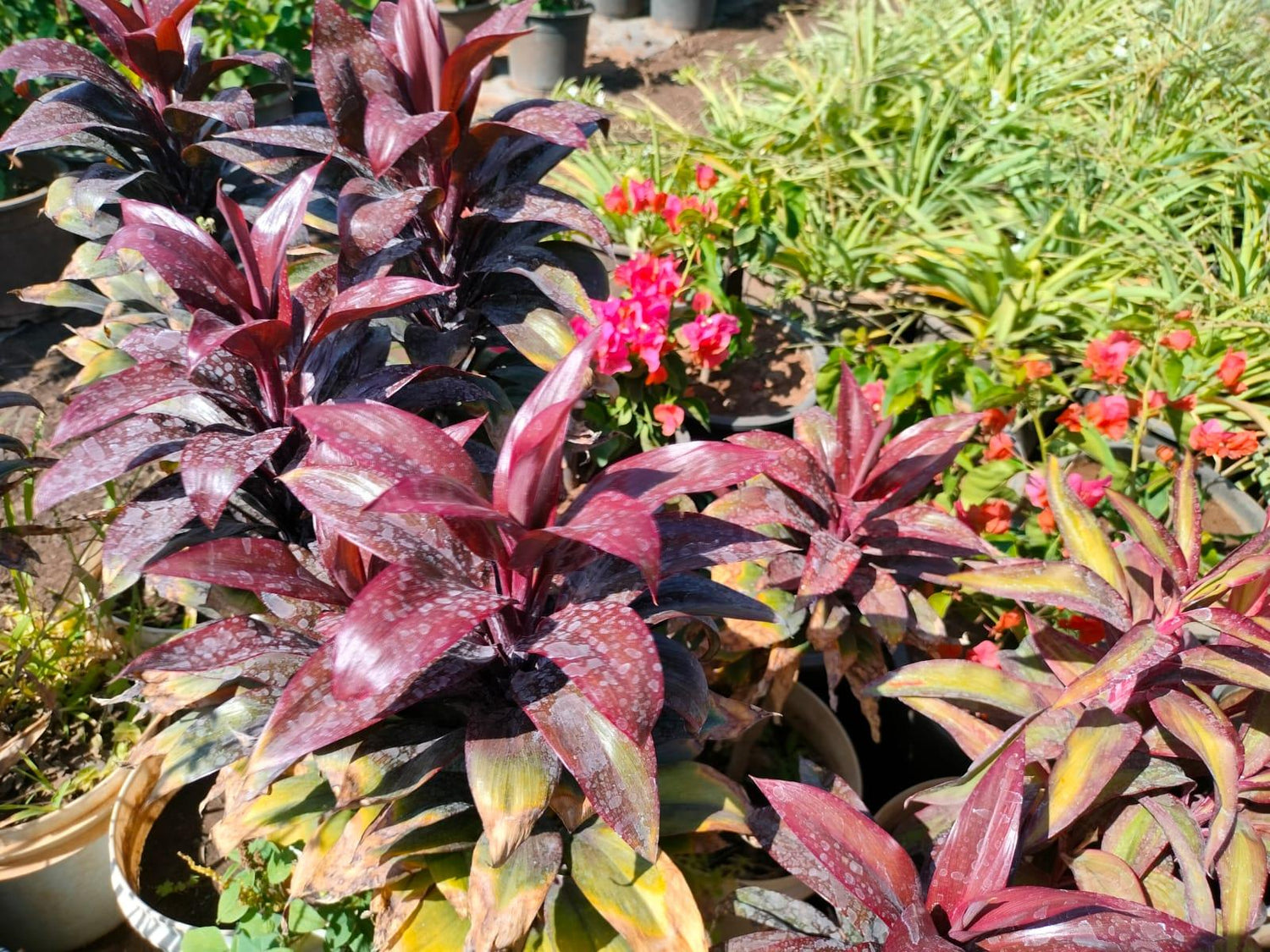 Draceana Dark brown(Cordyline fruticosa) Plant