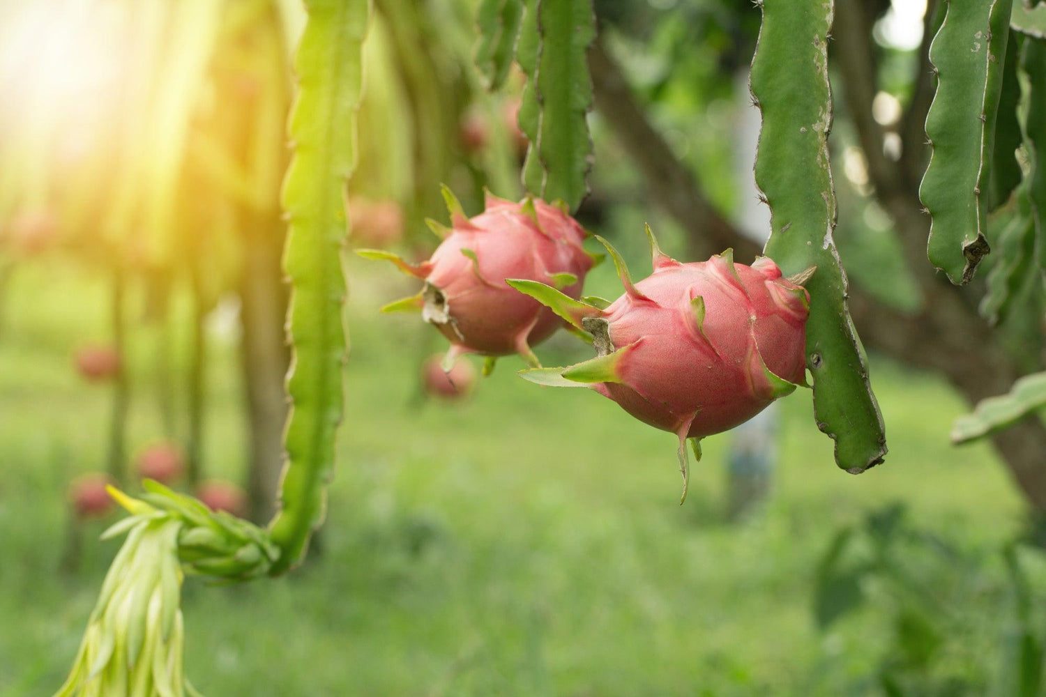 Dragon fruit