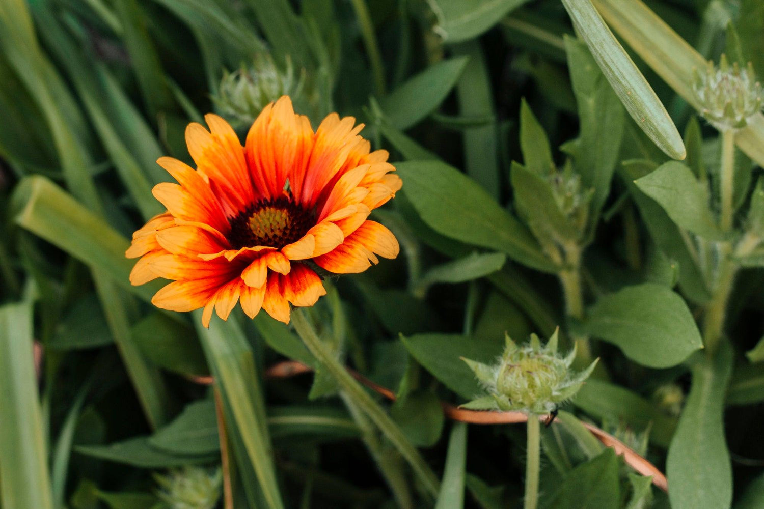 Gaillardia