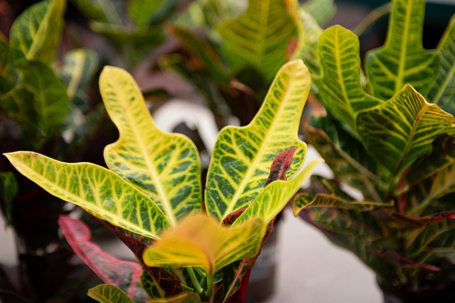 Garden croton