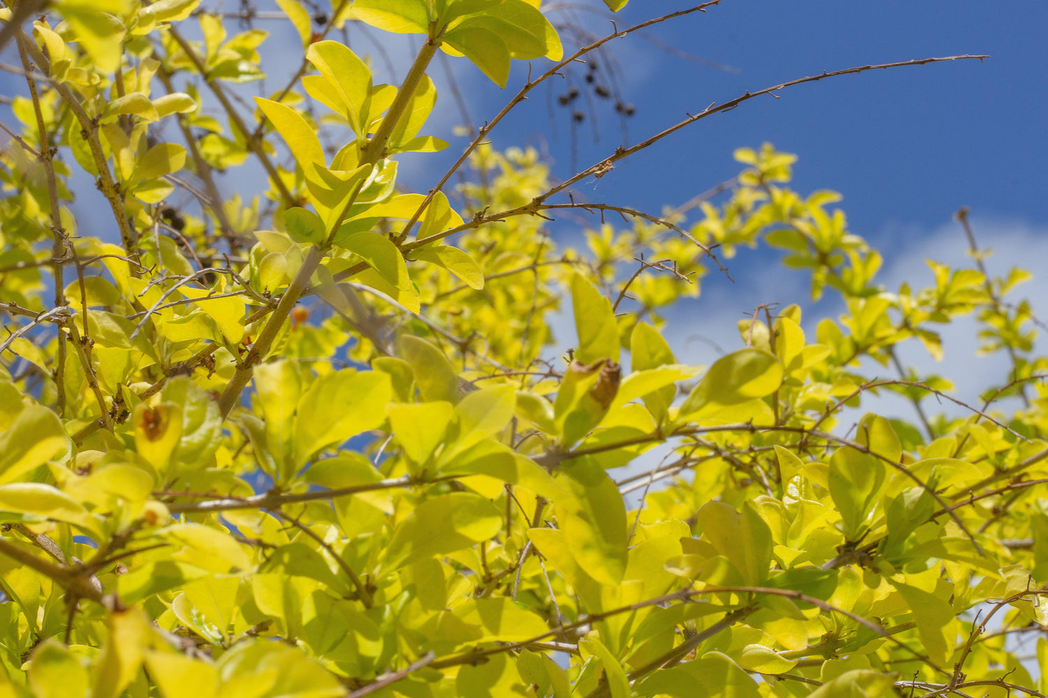 Golden Duranta Plant