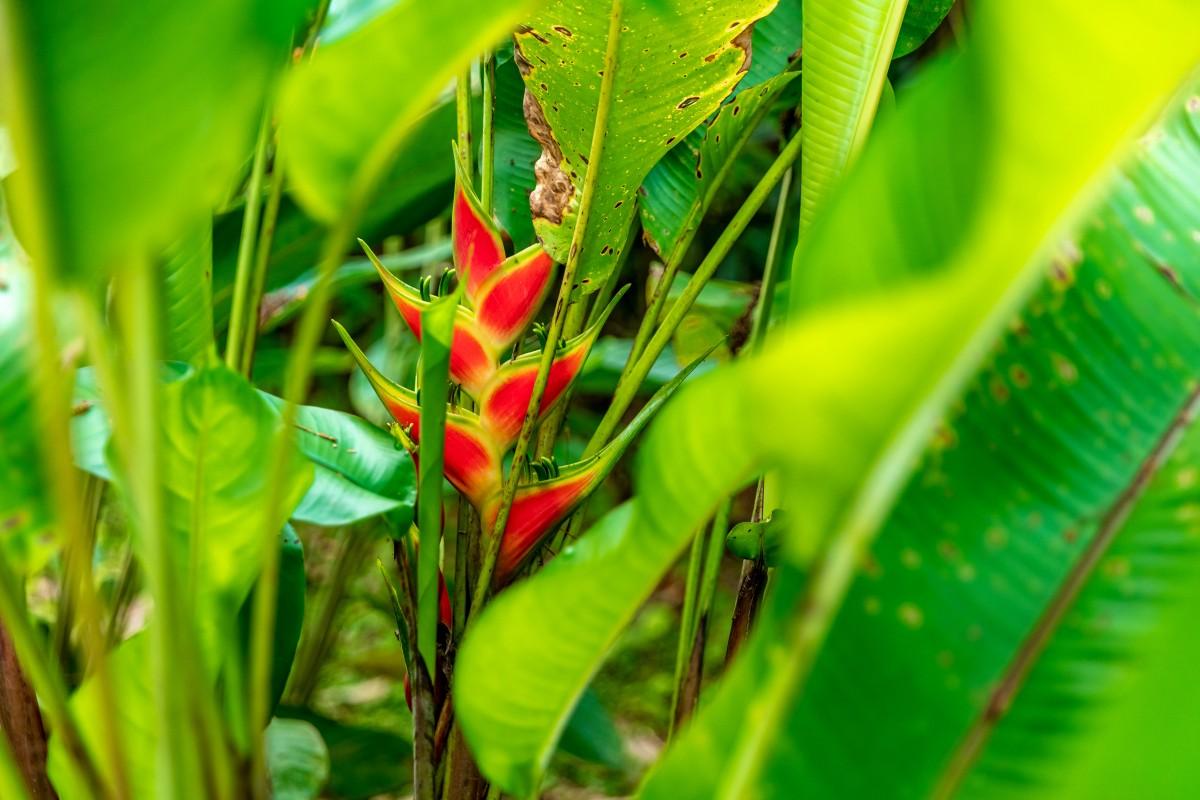 Heliconia Plant