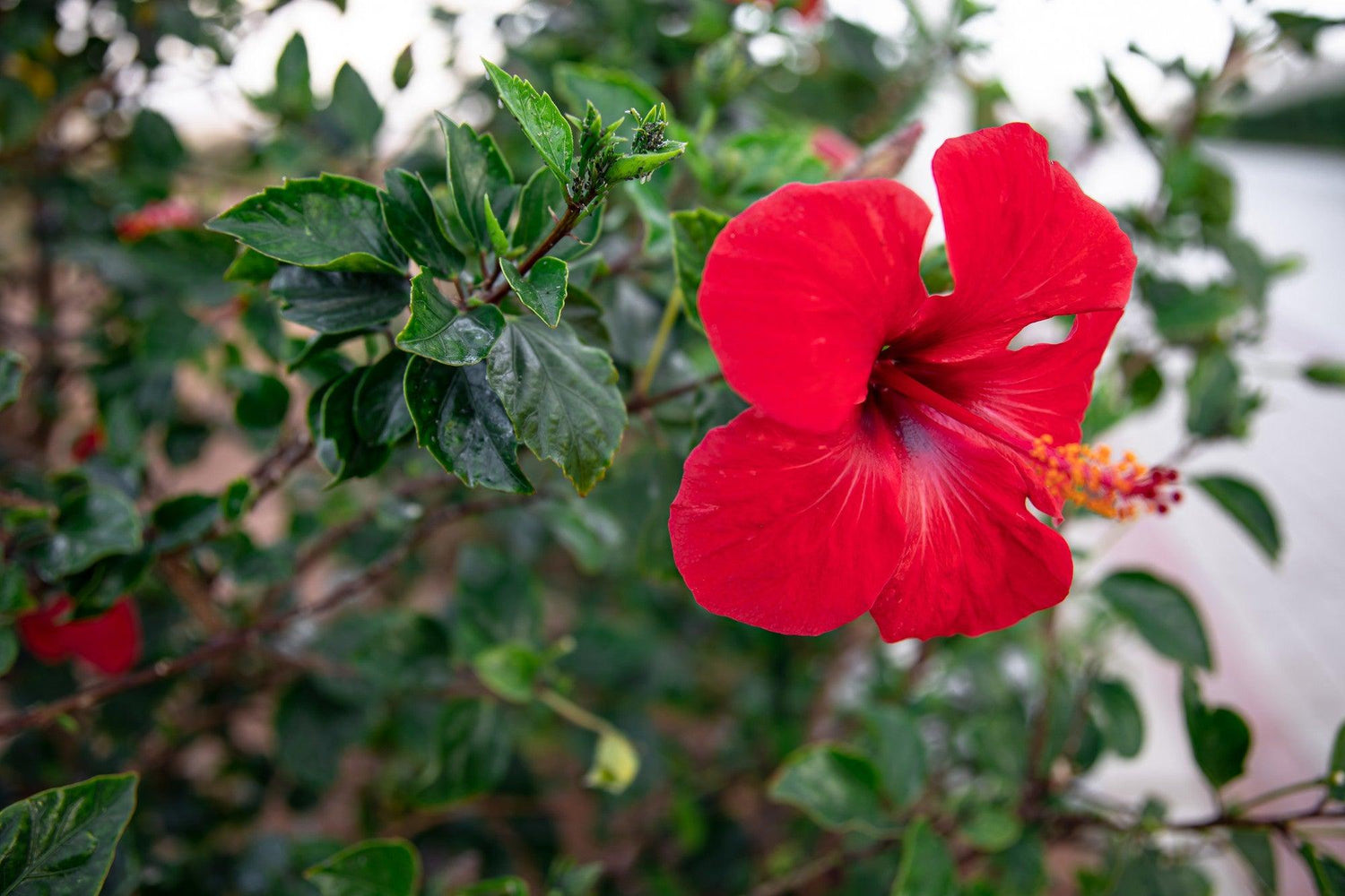 Hibiscus Plant