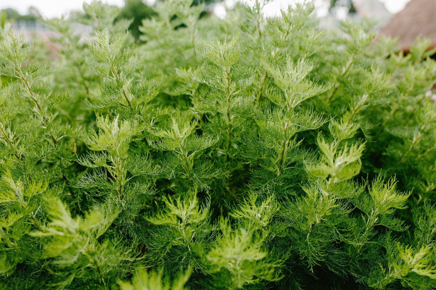 Kochia Plant