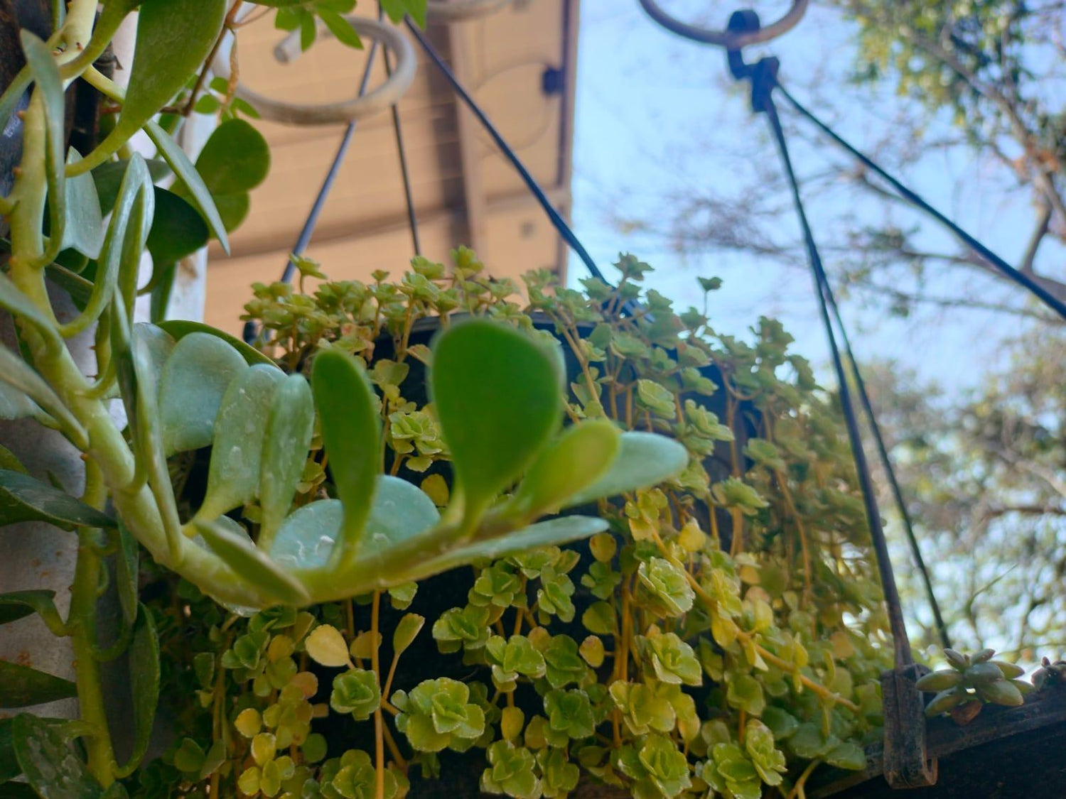 Pedilanthus Curly Gold Plant