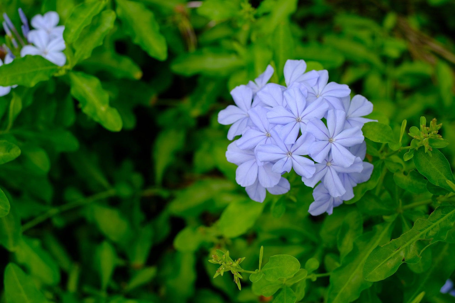 Plumbago auriculata