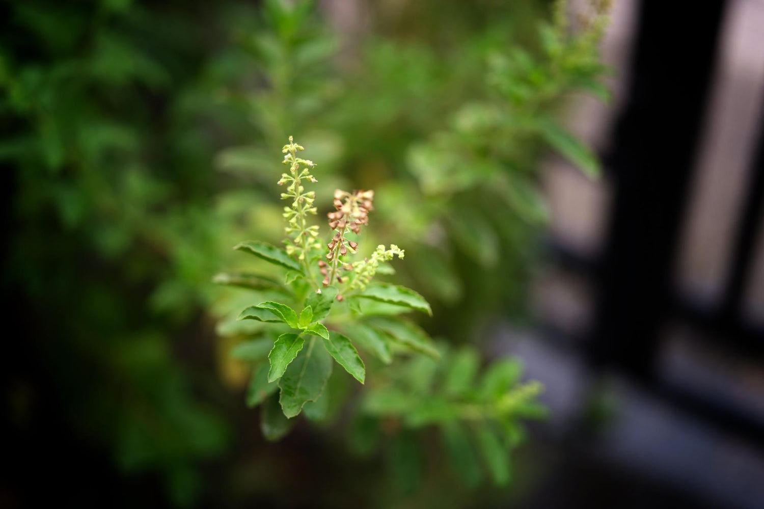 Ram Tulsi Plant