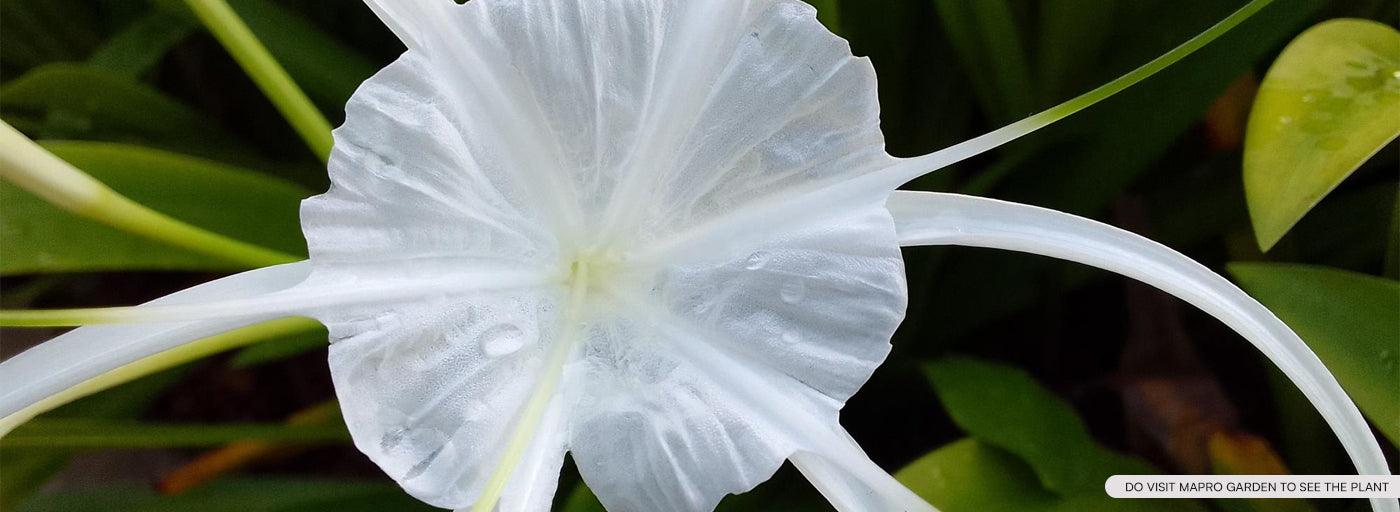 Spider Lily Plant