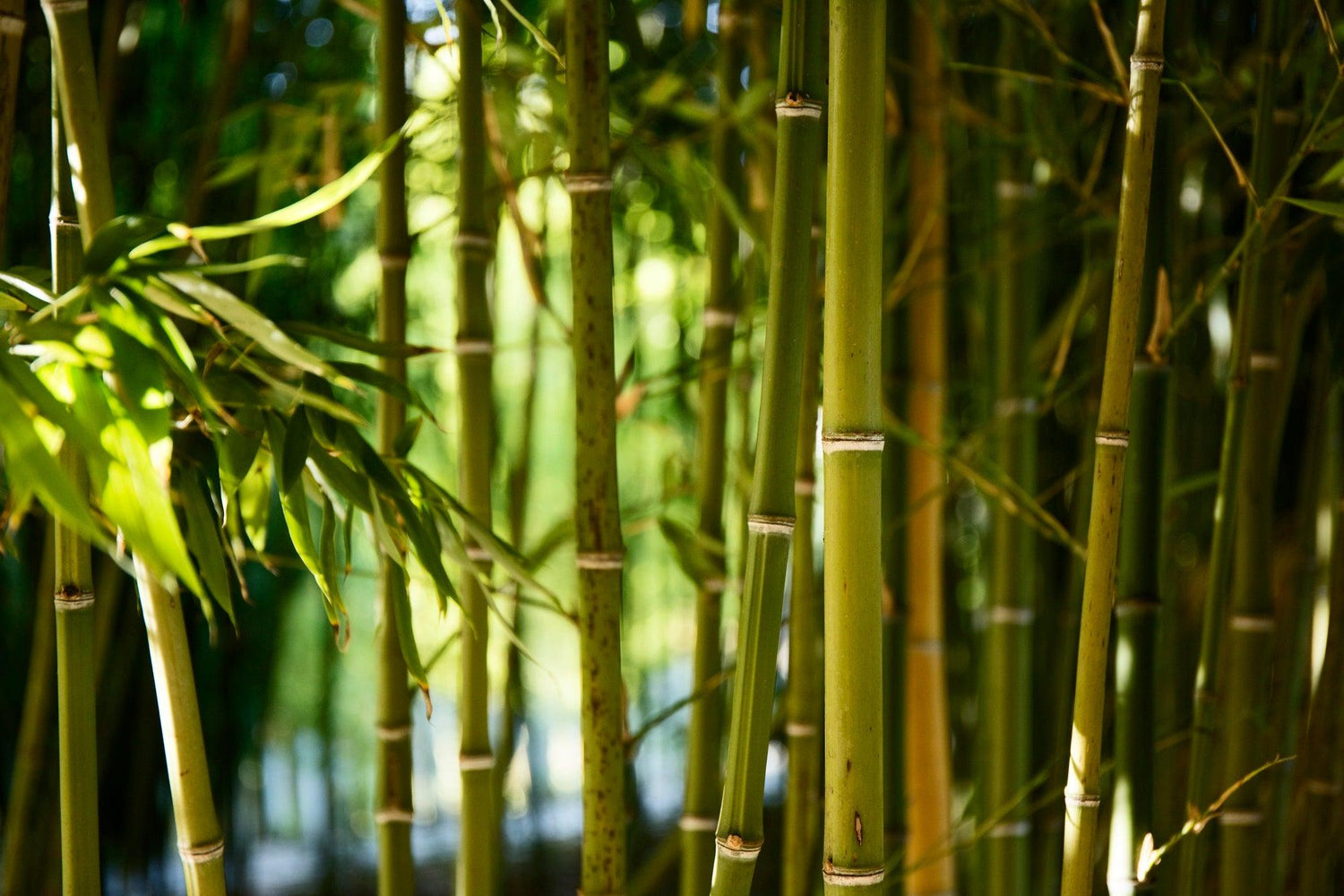 Varigated Bamboo Plant